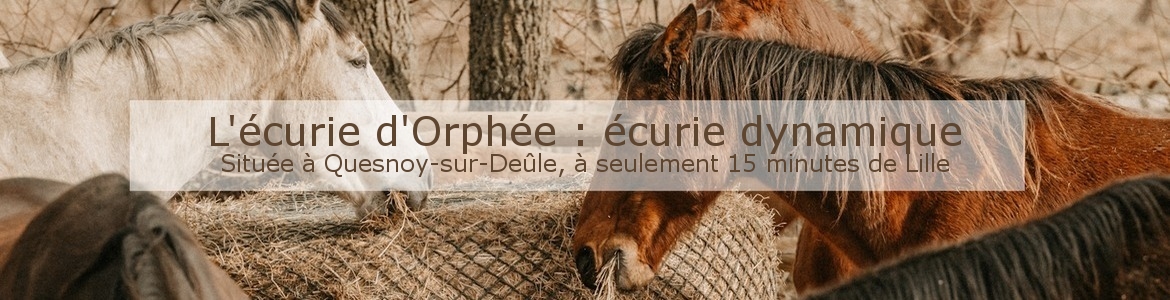 L'écurie d'Orphée : écurie dynamique